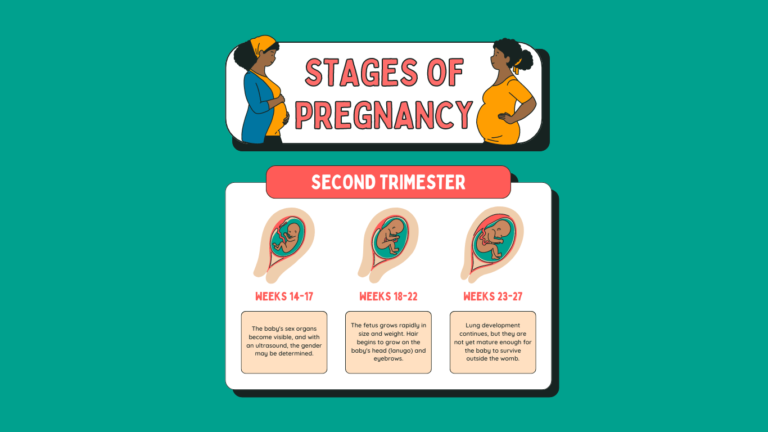 second trimester of pregnancy | danger signs of pregnancy in second trimester | when is the second trimester of pregnancy